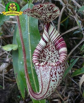 Essen Mosquito Fleischfressende Pflanzen Nepenthes Samen 200pcs/bag Tropische Kannenpflanze Fang Insekt Garten Bonsai Topf Easy Grow 5