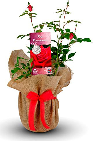 Remembrance Rose Bush - Memorial Plant Gift, Potted Red Rose