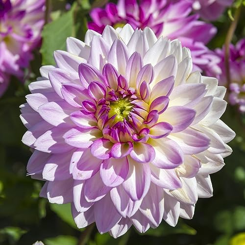 6 pcs zwiebeln dahlien knollen - indoor garten wanddeko pflanzen,dahlie dahlia, kräutergarten blumenzwiebeln winterhart kleine geschenke zwiebel wildblumen balkonpflanzen winterhart