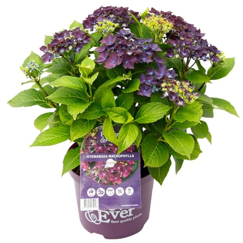 Green boutiQ - Balkonpflanze - Hortensie - Hydrangea Forever & Ever - Lila - 7-12 Blumen - 2 Pflanzen - Topf 23cm Höhe 55cm