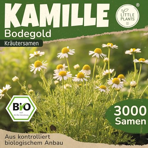 Little Plants BIO Kamille Samen Bodegold 3000 Kamillesamen Kräutersamen Samenfest für Kräutergarten Kräuter Samen für Balkon, Hochbeet und Garten