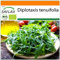 SAFLAX - BIO - Rucola selvatica - 1500 semi - Diplotaxis tenuifolia