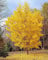 Ginkgo biloba pianta in vaso 9x9 cm h 60/80 cm - Vivaio di Castelletto