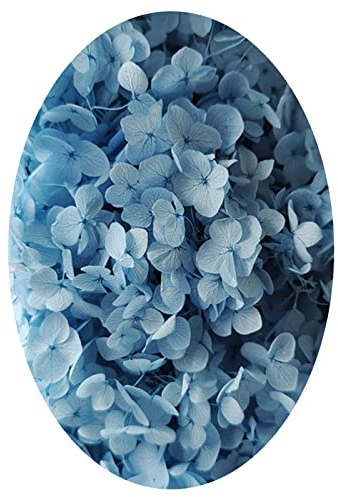 Bodhi2000 1 Box Konservierte Blumen Lang anhaltende schöne künstliche Hortensien Blumen Praktisch Hellblau