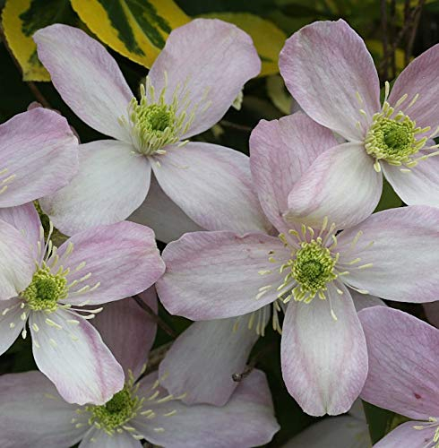 Berg Waldrebe Rubens 80-100cm - Clematis montana
