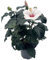 Fangblatt – Hibiscus moscheutos – Sumpfeibisch mit weiß-rosa Blüten – exotische Blütenpracht für Garten & Balkon – pflegeleichte Kübelpflanze