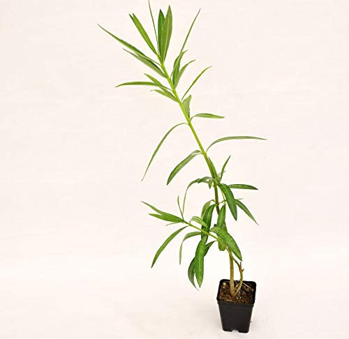 Pianta Oleandro Vaso 7cm,Altezza 10/15cm