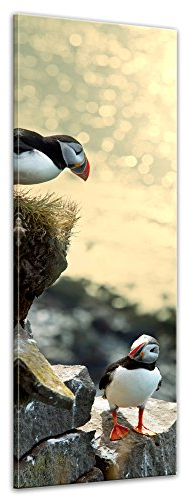 Bilderdepot24 Bild auf Leinwand | Papageientaucher auf Felsen I in 30x90 cm als Panorama Wandbild | Wand-deko Dekoration Wohnung modern Bilder | 210943