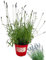 P. Piantine da Orto | Lavanda Nana, Pianta in Vaso Diametro 14 cm, Pianta Pronta per il Trapianto, Pianta Vera da Esterno, Piantina Aromatica per Balcone o Terrazzo, Vivaio Italiano