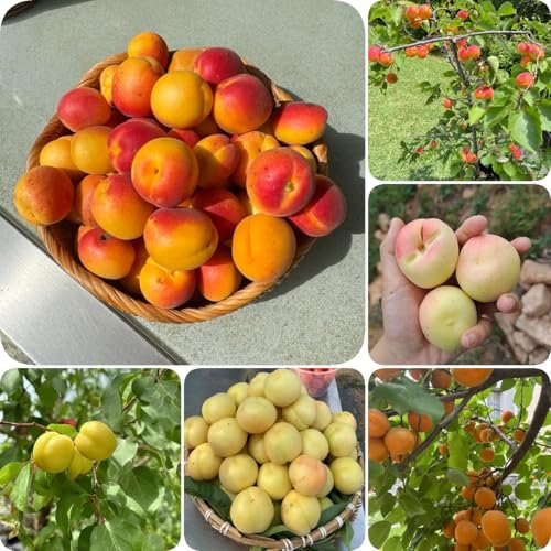 8 piezas Semillas de albaricoque, albaricoquero, semillas de frutas plantas de interior purificadoras de aire Compra un albaricoquero semillas de frutas semillas exóticas jardín de