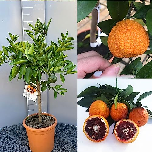 SAVINI VIVAI Pianta di Clementino Albero di Agrumi Clementino Amoa 8 in Vaso da 20 cm Altezza 70 cm 2-3 Anni di innesto Made Italy