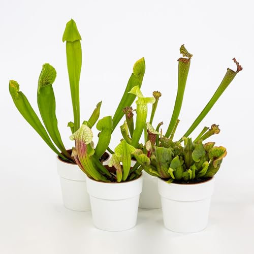 Pianta vera di Sarracenia in varietà - Diametro Vaso Ø 8,5 cm