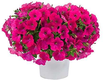 Petunia Planta Natural Conocida comola Flor de Primavera - Flores de Exterior
