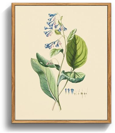 MHARTK66 Vintage Botanisch Leinwand Bilder mit Rahmen Holz, 20x25 cm Klein Wandbilder Wohnzimmer Lungenkraut Kräuterbotanik Bild Aesthetic, Illustration Wanddeko Schlafzimmer Badezimmer Büro Zimmer