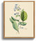 MHARTK66 Vintage Botanisch Leinwand Bilder mit Rahmen Holz, 20x25 cm Klein Wandbilder Wohnzimmer Lungenkraut Kräuterbotanik Bild Aesthetic, Illustration Wanddeko Schlafzimmer Badezimmer Büro Zimmer