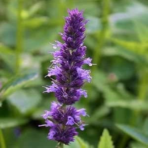 Semi Giant issopo Lavender Blue Flower (Agastache Mexicana) 50 + Semi:Seeds