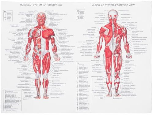 ULTECHNOVO Anatomisches Poster – Lernen des Muskelsystems Anatomisches Poster – menschliche Skelett-Muskelanatomie (laminiert, 44 x 33 cm)