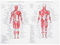 ULTECHNOVO Anatomisches Poster – Lernen des Muskelsystems Anatomisches Poster – menschliche Skelett-Muskelanatomie (laminiert, 44 x 33 cm)