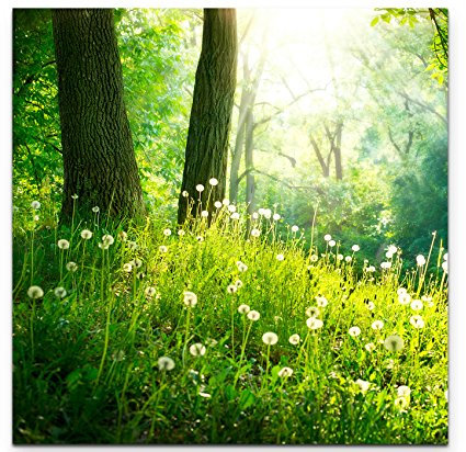 Paul Sinus Art Leinwandbilder | Bilder Leinwand 60x60cm Pusteblumen im Wald