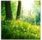 Paul Sinus Art Leinwandbilder | Bilder Leinwand 60x60cm Pusteblumen im Wald