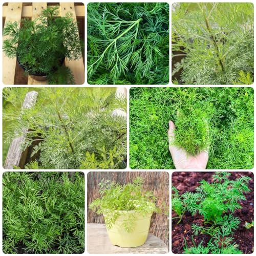 60 pcs colakraut pflanze samen - zimmerpflanzen dekopflanzen,Artemisia abrotanum,cola kraut heilkräuter pflanztopf dachbegrünung kräuter pflanzen balkonpflanzen winterhart kräuter