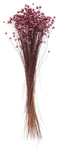 Glixia Rosa, L ca. 25 cm