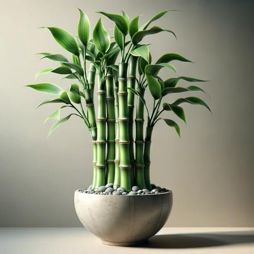 50 pcs bambus samen bamboo stauden winterhart mehrjährig gartendeko für draußen bambus pflanze pflanzen garten gartenpflanzen winterhart mehrjährig winterharte pflanzen pflanzen samen