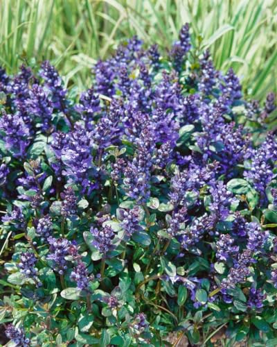 Ajuga reptans 'Chocolate Chip' 9x9 cm Topf – Winterhart, Mehrjährig, Pflegeleicht – Kriechender Günsel – Bodendecker für Garten & Beet