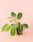 Maranta Lemon Lime | Plantas Naturales Interior | Pur Plant