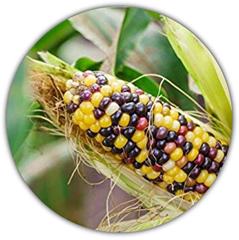 * Rare * arc-en-ciel maïs/maïs coloré/env. 20 graines/forme d'origine/selbstversorger