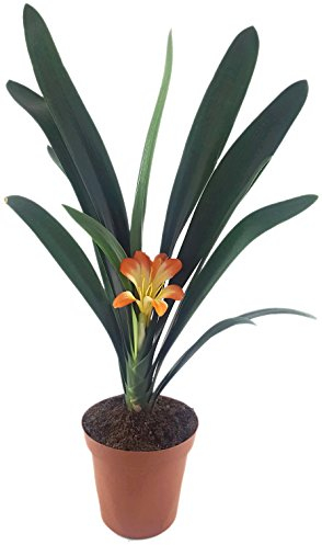 zauberhafte Clivia Hybride - ungewöhnliche orange, gelbe Blüte - Riemenblatt für des helle Fensterbrett geeignet - Klivia sehr schöne Zimmerpflanze