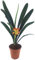 zauberhafte Clivia Hybride - ungewöhnliche orange, gelbe Blüte - Riemenblatt für des helle Fensterbrett geeignet - Klivia sehr schöne Zimmerpflanze