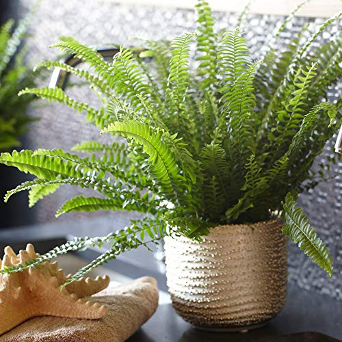 Nephrolepis Felce di Boston | Pianta da 25-35 cm per Interni per Casa o Ufficio | La migliore Pianta da Appartamento