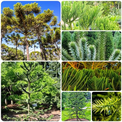10 Piezas Semillas de Araucaria - Semillas de Plantas de Interior Purificadoras de Aire, Araucaria araucana, Regalos Sostenibles para Mujeres Plantas en Macetas Fuera de Cama elevada