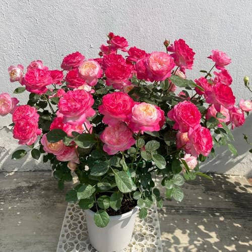 Semillas de rosal (semillas de rosal trepador resistente), Cultivo de semillas, plantas resistentes al aire libre Plantas de interior, decoración de alféizares de ventanas Jardín 450pcs