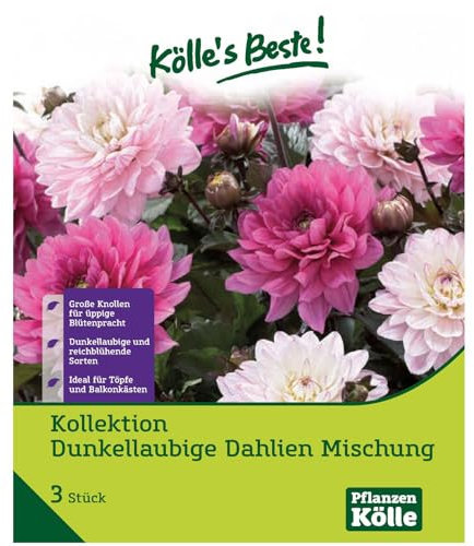 Kollektion Dunkellaubige Dahlien, Mischung, rosa, pink, 3 Blumenknollen
