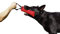 Dingo Gear Baumwolle-Nylon Beißwurst für Hundetraining IGP IPO Obiedence Schutzhund Hundesport, 20 x 7 cm, 1 Griff Rot S00070