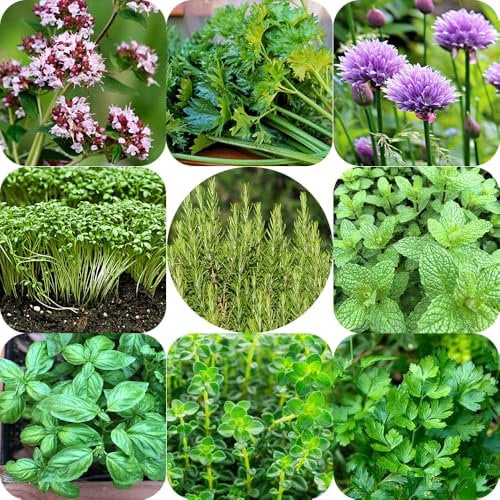 Herbs Seeds Pack - 9 Different Herb Varieties - Approx. 2000 Seeds - Fresh Seasoning Herbs All Year Round - for Your Kitchen Garden