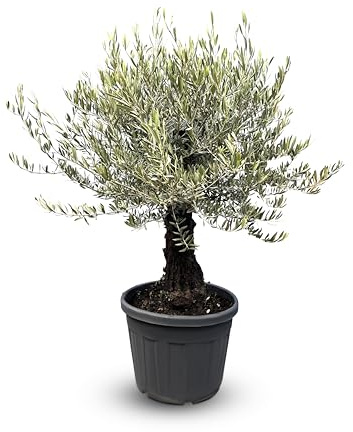 Sunny Tree Olivenbaum Olea Europaea 'Picual Mini Pata' – 170 cm inkl. Topf, Mediterraner Topfbaum für Balkon & Garten