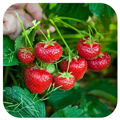 Strawberry 'Elan' F1 Mini Plug Plants x 5 for Hanging Baskets