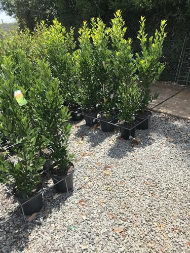 Alloro Laurus nobilis pianta aromatica sempreverde da siepe in vaso ø19 cm h. 150/170 cm Vivaio di Castelletto