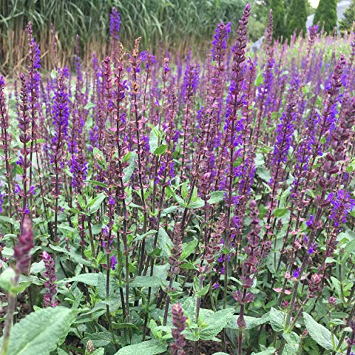 Blumixx Stauden Salvia nemorosa 'Caradonna' – dunkelviolett blühender Sommer-Gartensalbei, winterhart, Bienenmagnet, im 0,5L Topf, ideal für Beet & Kübel