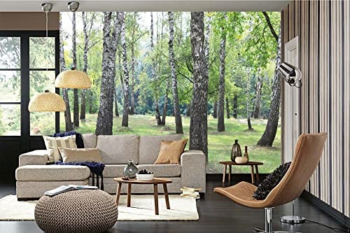 Vlies Fototapete SCHÖNE BIRKEN IM WALD 375 x 250 cm (inkl. Kleister) - Vlies Tapete, Wandtapete, Wandbilder - Tapete für Wohnzimmer Schlafzimmer, Büro, Küche - Montagefertig