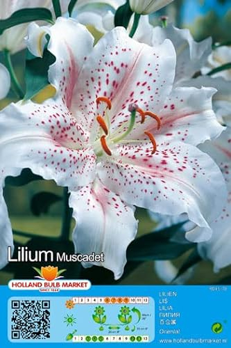 Lilienzwiebeln : Lilien Lilium orientalis Orientalische Lilie Muscadet 1 Blumenzwiebeln