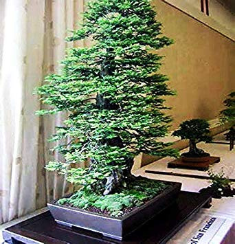 Potseed Keimfutter: 60 Pack: California Coast Redwood Sequoia Tallest in der Welt!