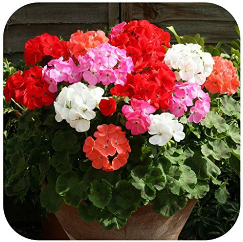 Geranium F1 Horizon Mixed Pelargonium Plug Plants x 12 Annual Bedding and Basket