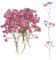 Ruzister 50 Stück Trockenblumen, kleine Baby Atem Blumen, echte Natur, rosa und zart, für DIY Kerze, Harz, Schmuck, Nagelkunst, Kunsthandwerk Schleierkraut