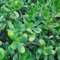 380 pcs sedum pflanzen winterhart samen kräuter samen pflanztöpfe steingartenpflanzen winterhart wildkräuter samen winterharte kübelpflanzen kräutergarten küche büropflanzen