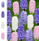 The Bulb Farmers - 40 x Hyazinthen Collection 'Rainbow' Paket - Blumenzwiebeln direkt vom Züchter - Frühjahrsblüher - Zwiebelgröße die optimale Größe für den Garten