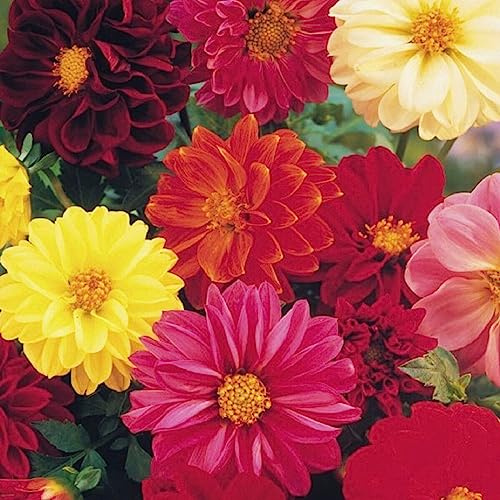 Buy4seeds Flower Dahlia Unwins Dwarf Mix 200 Finest Seeds Simple to Grow